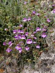 Chaenorhinum origanifolium segoviense