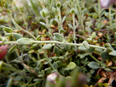 Chaenorhinum origanifolium segoviense