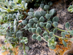 Chaenorhinum origanifolium segoviense
