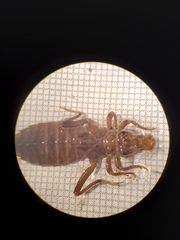 Dromogomphus