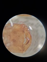 Dromogomphus