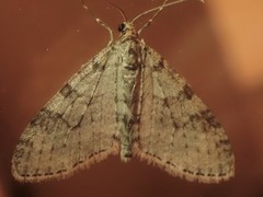 Trichopteryx carpinata