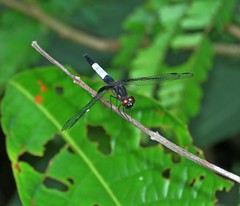 Erythrodiplax unimaculata