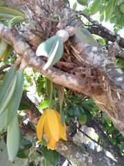 Prosthechea karwinskii