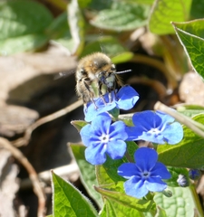 Anthophora