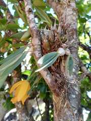 Prosthechea karwinskii