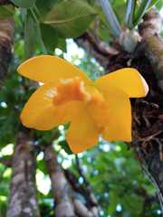 Prosthechea karwinskii