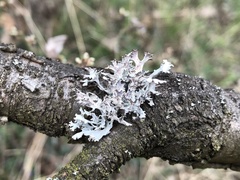 Pseudevernia furfuracea
