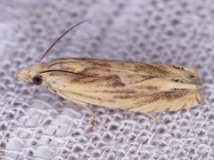 Eucosma olivaceana