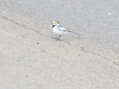Motacilla alba lugens