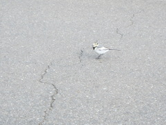 Motacilla alba lugens