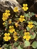 Wingstem Monkeyflower - Photo (c) eacameron, some rights reserved (CC BY-NC)