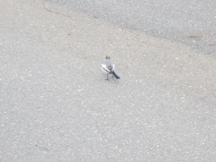 Motacilla alba lugens