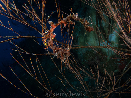 Black coral