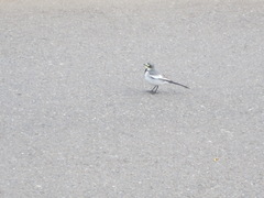 Motacilla alba lugens