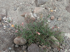 Oenothera odorata
