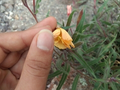 Oenothera odorata