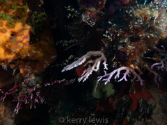 Stylaster roseus