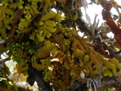 Dufourea inflata