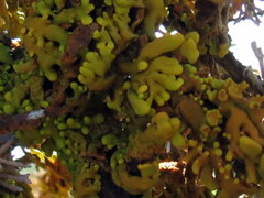 Dufourea inflata