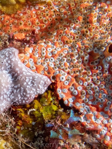 Encrusting sponge (Red/Purple)