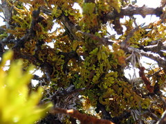 Dufourea inflata
