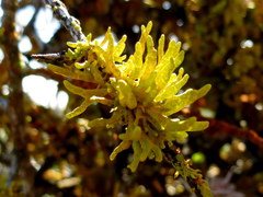 Dufourea flammea