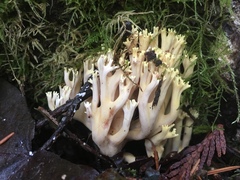 Ramaria cystidiophora
