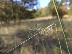 Stipa capillata