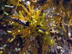 Dufourea flammea