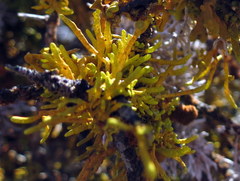 Dufourea flammea