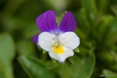 Viola kitaibeliana
