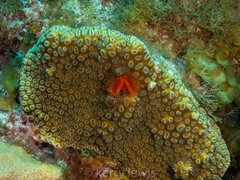 Dichocoenia stokesii