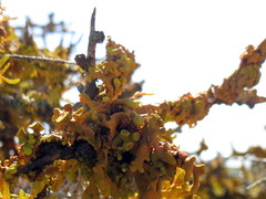 Dufourea inflata