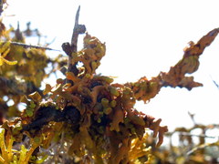Dufourea inflata