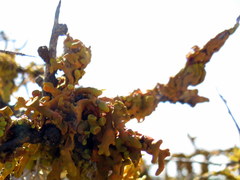 Dufourea inflata