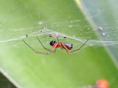 Frontinellina frutetorum