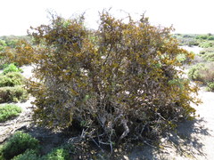 Dufourea flammea
