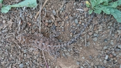 Agama aculeata distanti