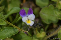 Viola kitaibeliana
