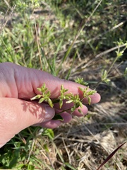 Galium virgatum