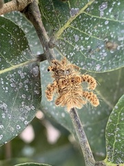 Phobetron hipparchia