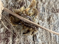 Phobetron hipparchia