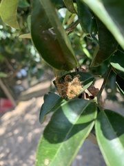 Phobetron hipparchia