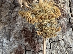 Phobetron hipparchia