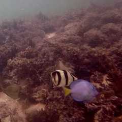 Chaetodon striatus