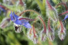 Borago officinalis