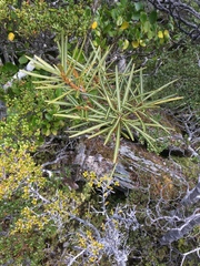 Pseudopanax linearis