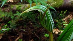 Pterostylis irsoniana