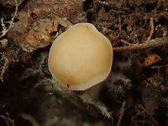 Gyromitra gigas